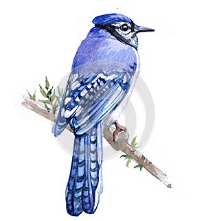 Watercolor Blue Jay  bird animal