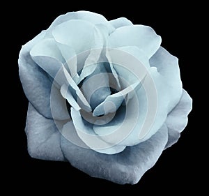 Watercolor blue rose flower , black isolated background with clipping path. Closeup. no shadows.