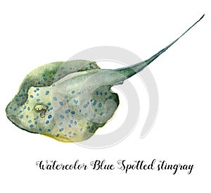 Watercolor Blue Spotted stingray. Hand painted underwater tropical animal illustration isolated on white background. For