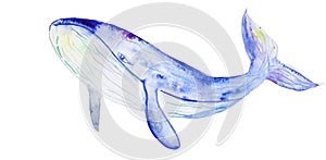 Watercolor blue whale