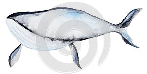 Watercolor blue whale