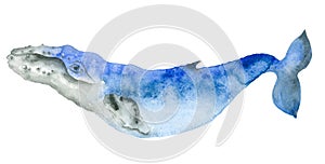 Watercolor blue whale