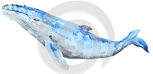 Watercolor blue whale