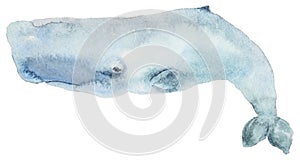 Watercolor blue whale