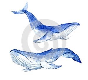 Watercolor blue whale photo