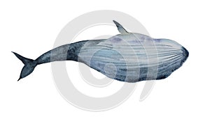 Watercolor blue whale dive, bottom view on belly. Original hand painted illustration isolated on white background