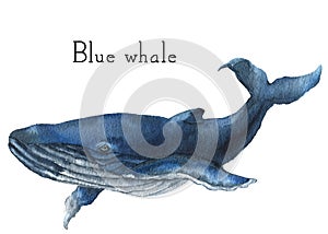 Watercolor blue whale. Illustration isolated on white background. For design, prints or background