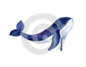 Watercolor blue whale illustration isolated on white background.