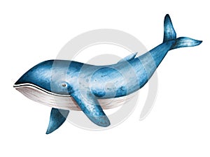 Watercolor blue whale isolated on white background. Hand painting realistic Arctic and Antarctic ocean mammals. For