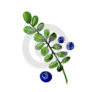 Watercolor blueberries branch with green leaves  and berries isolated in white background.