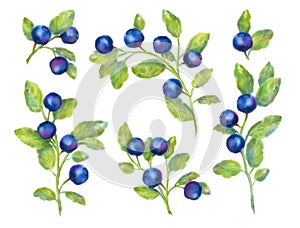 Watercolor Blueberries Collection