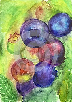 Watercolor blueberry branch
