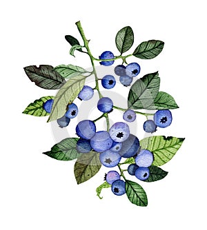 Watercolor blueberry branch with ripe blue berries isolated on white background