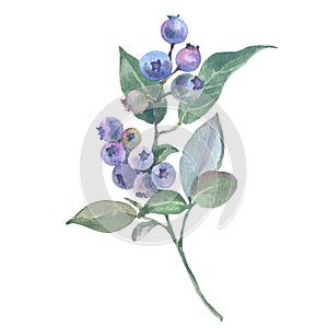 Watercolor blueberry branch with ripe blue berries isolated on white background. Hand drawn vintage blueberry leaves