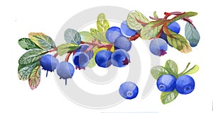 Watercolor blueberry on white background photo