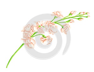 Watercolor blush matthiola flower. Hand drawn cream rose flower heads on green stem isolated on white background