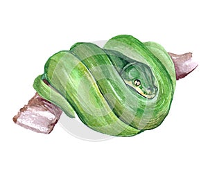 Watercolor boa green snake animal