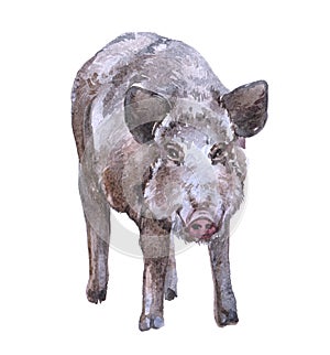 Watercolor boar  animal