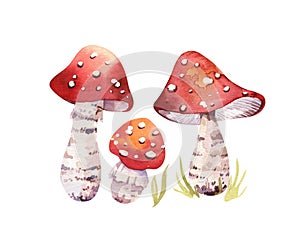 Watercolor bohemian forest mushrooms poster, woodland isolated amanita illustration, fly agaric, boletus, orange-cap photo
