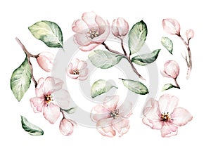 Watercolor boho blossom flower set. Spring or summer decoration floral bohemian design. Watercolour isolated. foliage