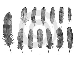 Watercolor Boho Grey Feathers, Hand drawing bird feathers on a white background.
