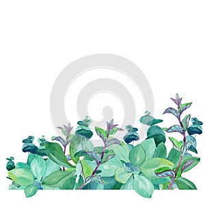 Watercolor border of fresh wild mint