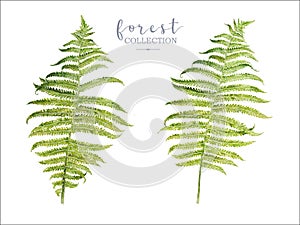 Watercolor botancal image of forest fern