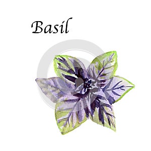 Watercolor botanic illustration with Basil on white background.