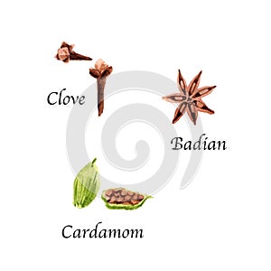 Watercolor botanic illustration with Cardamom, Badian, Clove on white background.