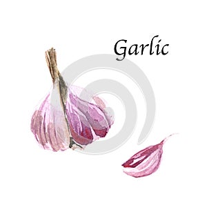 Watercolor botanic illustration with garlic on white background.