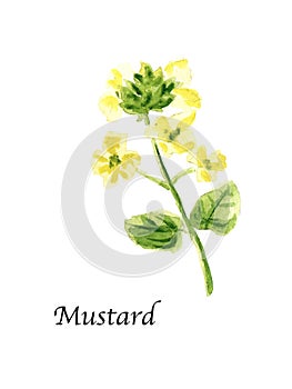 Watercolor botanic illustration with Mustard on white background.