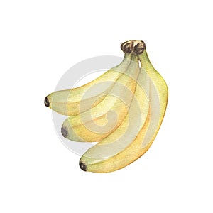 Watercolor botanical banana illustration. Yellow bananas bunch clipart. Summer exotic fruit, tripical food. Hand painted photo