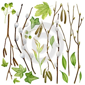 Watercolor botanical collection. Herbs, wild flowers and leaves. Nature set