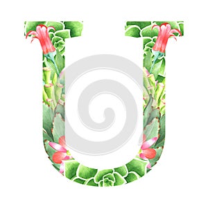 Watercolor botanical drop cap letter U in retro style with succulents, flowers, kalanchoe and sweetheart