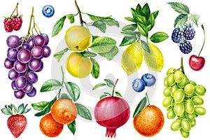 Watercolor botanical fruit apple, grape, orange, lemon. Berries Strawberry, raspberry, blackberry and blueberry.