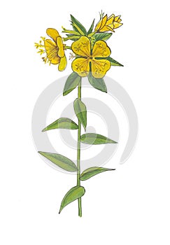 Watercolor botanical illustration of yellow sundrops photo