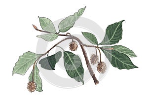 Watercolor botanical illustration of beech branch.