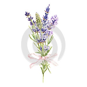 Watercolor botanical illustration. Bouquet of purple lavender flowers with a pink bow. Isolated on a white background. A