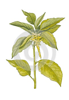 Watercolor botanical illustration of garden amaranth.