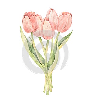 Watercolor botanical illustration. Happy Easter! Spring tulips bouquet. Pink flowers collection. Perfect for invitations, greeting