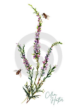 Watercolor Botanical Illustration of Heather Flowers Bouquet