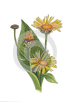 Watercolor botanical illustration of inula flowers.