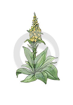 Watercolor botanical illustration of mullein.