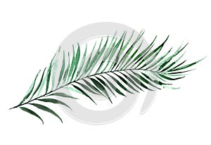 Watercolor botanical illustration. Palm leaf. Tropical nature design. photo