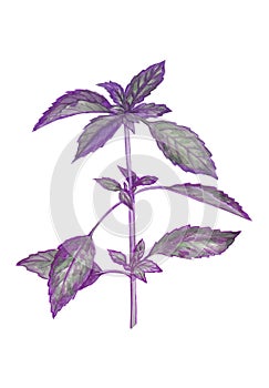 Watercolor botanical illustration of purple basil.