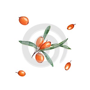 Watercolor botanical illustration of sea buckthorn isolated on white background. Set of berries and branch with green leaves for