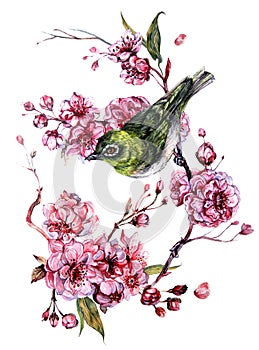 Watercolor Botanical Illustration of White-Eyed Bird on Blooming Sakura Branches