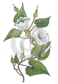 Watercolor botanical illustration of white ipomea .