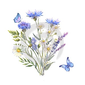 Watercolor botanical illustration, wild flowers bouquet with blue Cornflower herb and chamomile and with butterflies