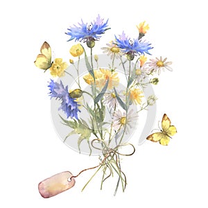 Watercolor botanical illustration, wild flowers bouquet with blue Cornflower herb and chamomile and with butterflies